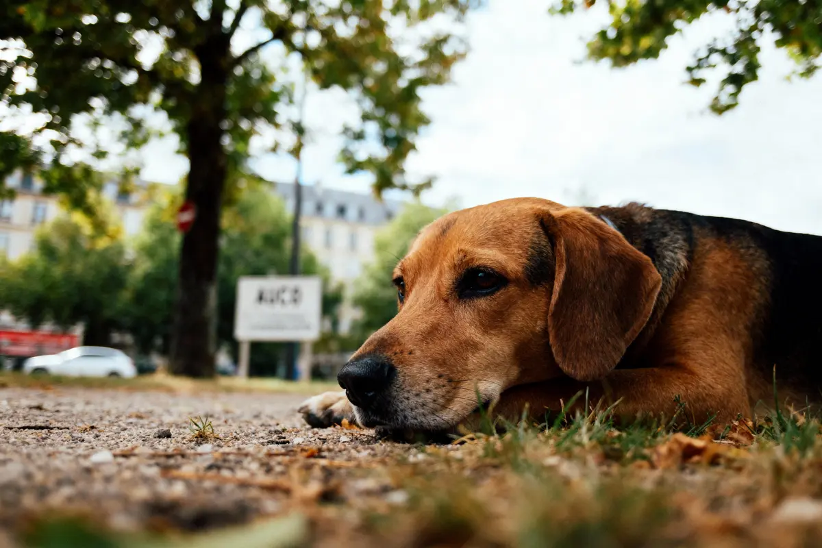 pexels-michal-pech-213601-757318 (1) Chien couché sur le sol, dans un parc urbain, arbres et bâtiments en arrière-plan flou.