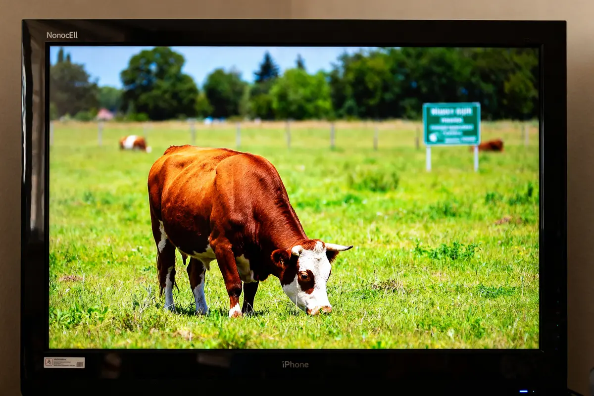 pexels-michal-pech-213601-757318 (1) Télévision Nanocell affichant une vache broutant dans un champ verdoyant en plein jour